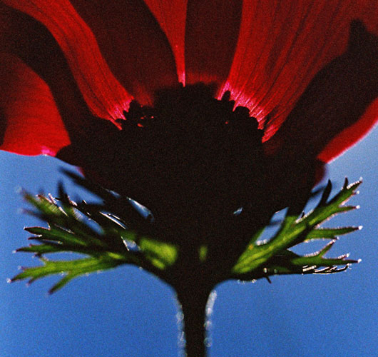 Poppy in the Negev Picture