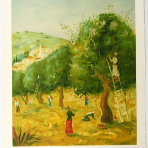 קוטפי הזיתים