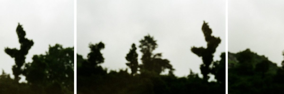 אמיר וינברג - טריפטיכון קקטוס