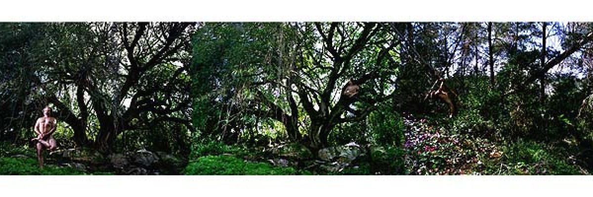 שי זכאי - תווי יער - הספרייה